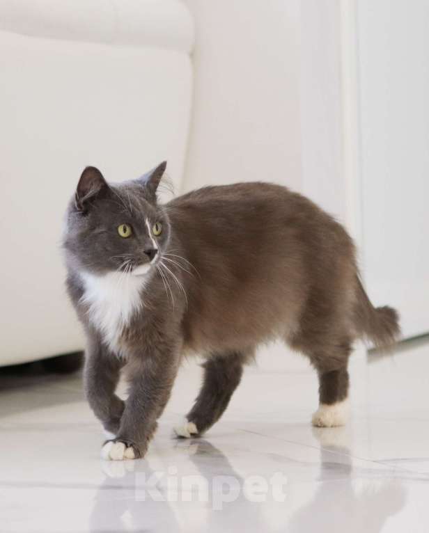 Кошки в Химках: Пушок и Сёма ищут дом Мальчик, Бесплатно - фото 4