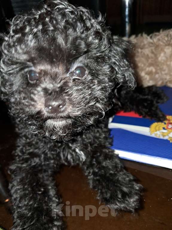 Собаки в Сочи: Синий Мальтипу f1 micro Мальчик, 150 000 руб. - фото 2