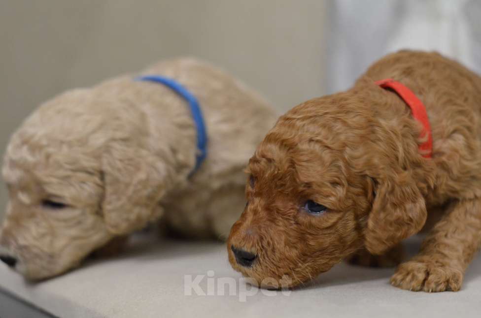 Собаки в Москве: Щенки королевского пуделя Девочка, 65 000 руб. - фото 9