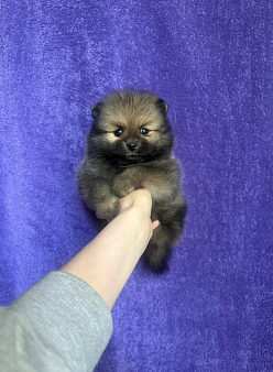 Девочка соболь