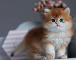 Кошки в Владивостоке: Мальчик британской породы Мальчик, 160 000 руб. - фото 2