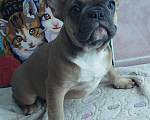 Собаки в Москве: Красивые девочки французский бульдог. Девочка, 60 000 руб. - фото 6