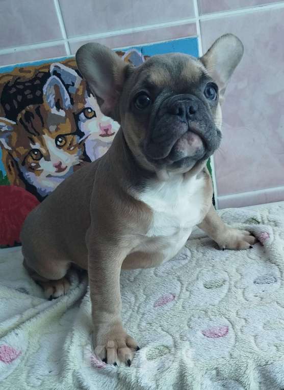 Собаки в Москве: Красивые девочки французский бульдог. Девочка, 60 000 руб. - фото 6