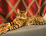 Кошки в Ардоне: Бенгалы, 10 000 руб. - фото 9