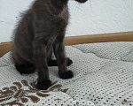 Кошки в Новосибирске: Черные котята, Бесплатно - фото 8