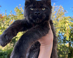 Кошки в Туле: Котёнок Мейн-кун Мальчик, 50 000 руб. - фото 1