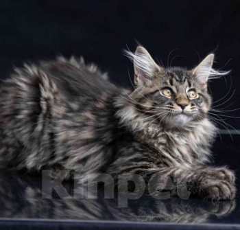 Кошки в других городах Ленинградской области: Мейн-кун " котенок в руковичках" Девочка, 25 000 руб. - фото 2