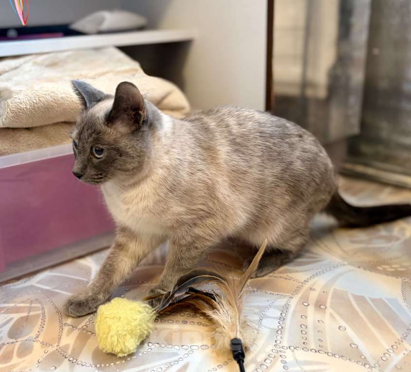 Кошки в Санкт-Петербурге: Кошечка Стася ищет свой дом Девочка, Бесплатно - фото 3