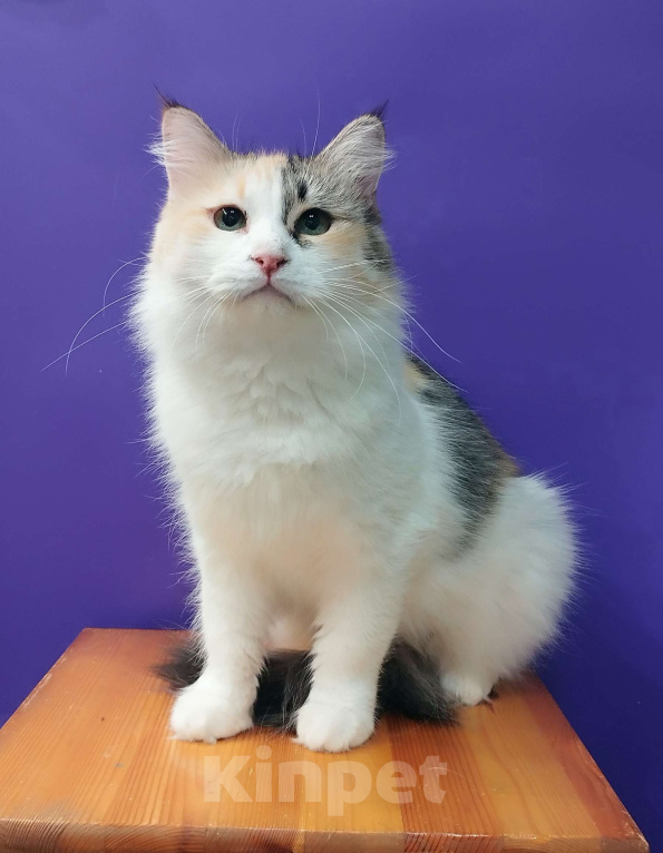 Кошки в Москве: Молодая трехцветная кошечка Клубочек Девочка, Бесплатно - фото 1