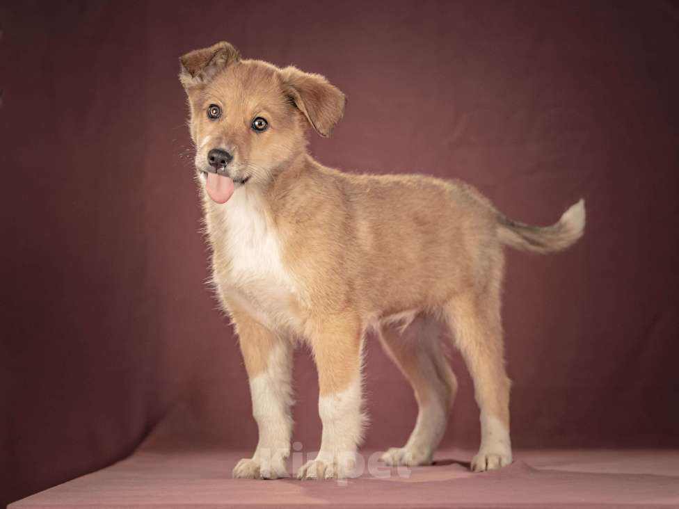 Собаки в Клине: Матео — очаровательный щенок с добрым нравом, который станет вашим лучшим другом Мальчик, Бесплатно - фото 9