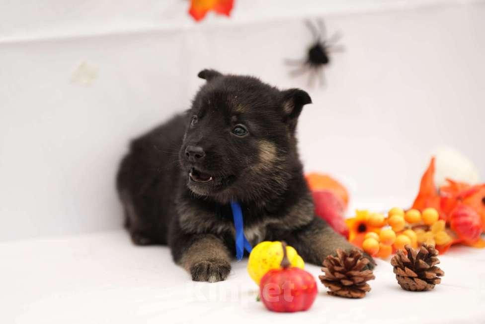 Собаки в других городах Московской области: Мальчик восточноевропейская овчарка с документами  Мальчик, 65 000 руб. - фото 2