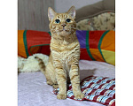 Кошки в Москве: Многострадальный рыжий котик принесет свет и радость в ваш дом Мальчик, 1 руб. - фото 5