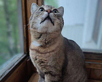 Кошки в Москве: Кот Вася ищет дом Мальчик, Бесплатно - фото 6