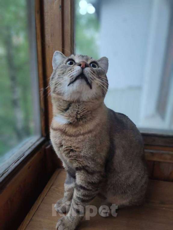 Кошки в Москве: Кот Вася ищет дом Мальчик, Бесплатно - фото 6