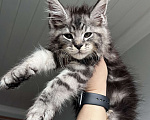 Кошки в Сочи: Продам Мальчик, 50 000 руб. - фото 1