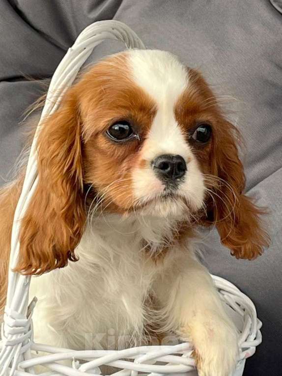 Собаки в Санкт-Петербурге: БЕСТ ИЛРЕАН ЛУКЕРЬЯ Девочка, 160 000 руб. - фото 4