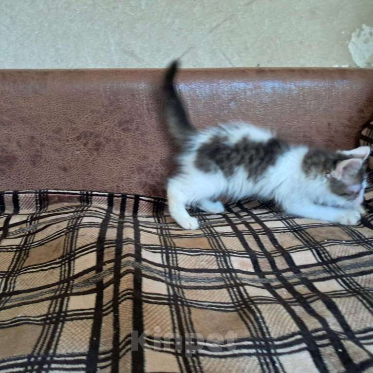 Кошки в Красногорске: Котенок Матвей 2,5 месяца очень нуждается в родителях  Мальчик, Бесплатно - фото 4