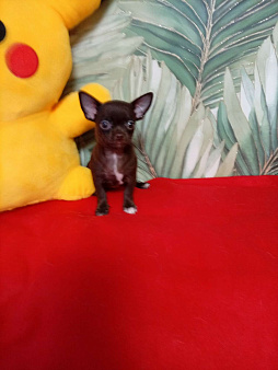 Шоколадная девочка- чихуа