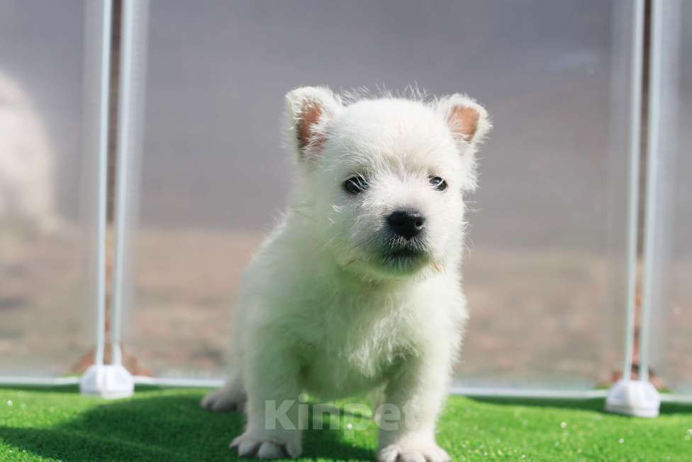 Собаки в Москве: вест хайленд вайт терьер Мальчик, 120 000 руб. - фото 7