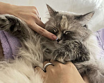 Кошки в Екатеринбурге: Как можно скорее Тише нужен новый дом Девочка, Бесплатно - фото 1