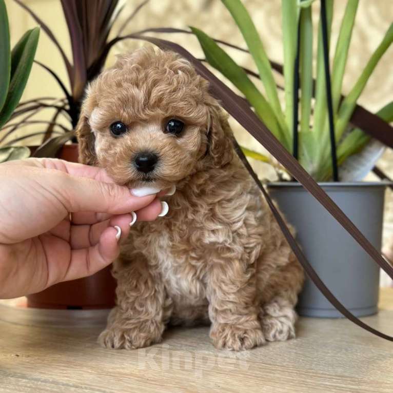 Собаки в Уфе: Мальтипу, щенок Мальчик, 180 000 руб. - фото 4