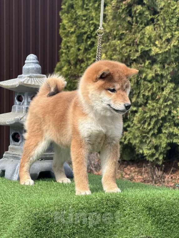 Собаки в Москве: Сиба-ину щенок мальчик Мальчик, 50 000 руб. - фото 1