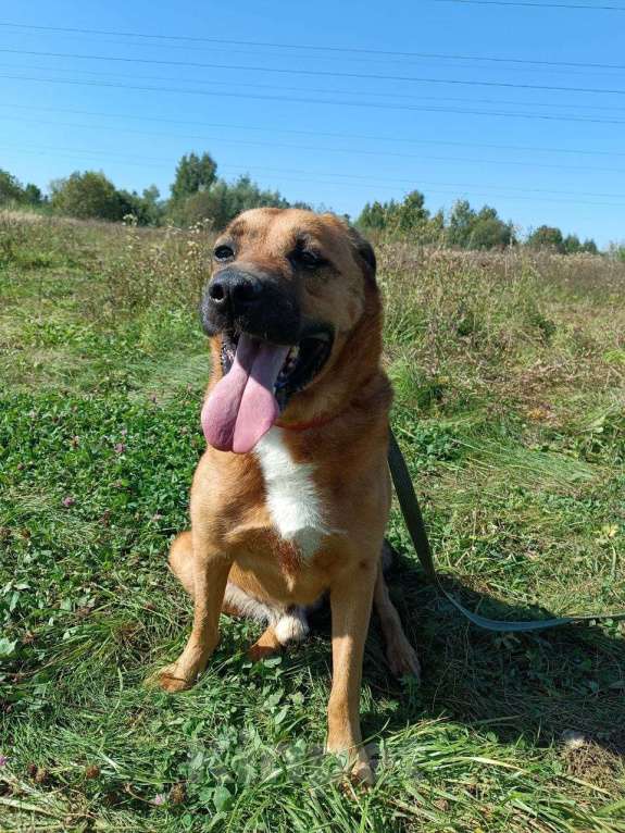 Собаки в Раменском: Шикарный рыжий пёс Тайф в добрые руки Мальчик, Бесплатно - фото 9