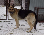 Собаки в Москве: Восточноевропейская овчарка, мальчики Мальчик, 20 000 руб. - фото 8