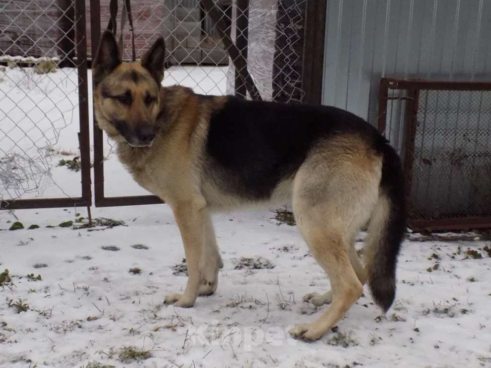Собаки в Москве: Восточноевропейская овчарка, мальчики Мальчик, 20 000 руб. - фото 8