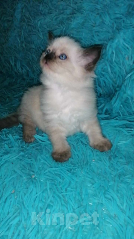 Кошки в Москве: Шотландские котята хайленд Мальчик, 10 000 руб. - фото 2