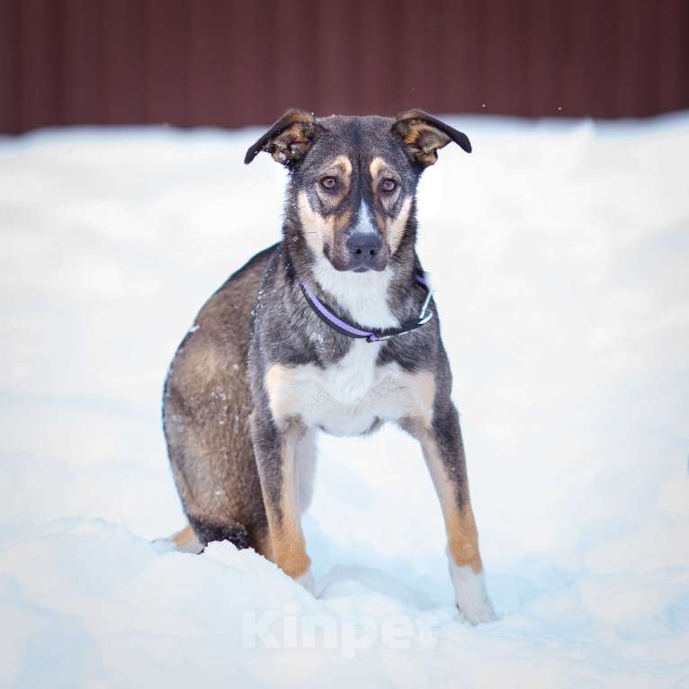 Собаки в Солнечногорске: Добрая девочка в поисках семьи Девочка, Бесплатно - фото 2