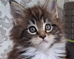 Кошки в Москве: Котята мейн кун Девочка, 30 000 руб. - фото 3