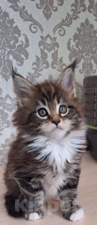 Кошки в Москве: Котята мейн кун Девочка, 30 000 руб. - фото 3