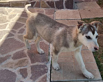 Собаки в Кстово: Отдаем щенка хаски  в добрые руки Мальчик, Бесплатно - фото 1