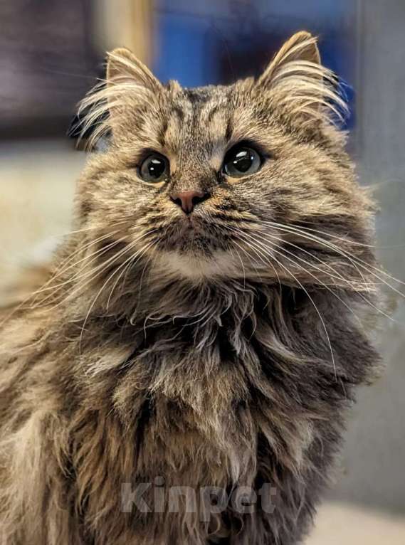 Кошки в Москве: Отдаем кошечку Бэмби в добрые руки. Девочка, Бесплатно - фото 3