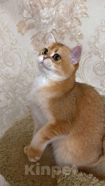 Кошки в Москве: Эсмеральда Девочка, 25 000 руб. - фото 1