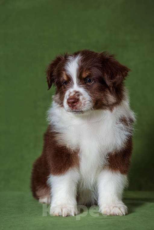 Собаки в Нижнем Новгороде: Питомник предлагает щенков Миниатюрной Американской овчарки Разнополые, Бесплатно - фото 5