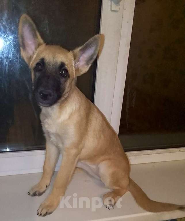 Собаки в Москве: Восточноевропейская овчарка щенок суки Девочка, 10 000 руб. - фото 2