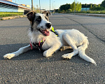 Собаки в Москве: 🐾 Москва и МО. Ищет дом Соня — самая нежная девочка 🐾 Девочка, Бесплатно - фото 4