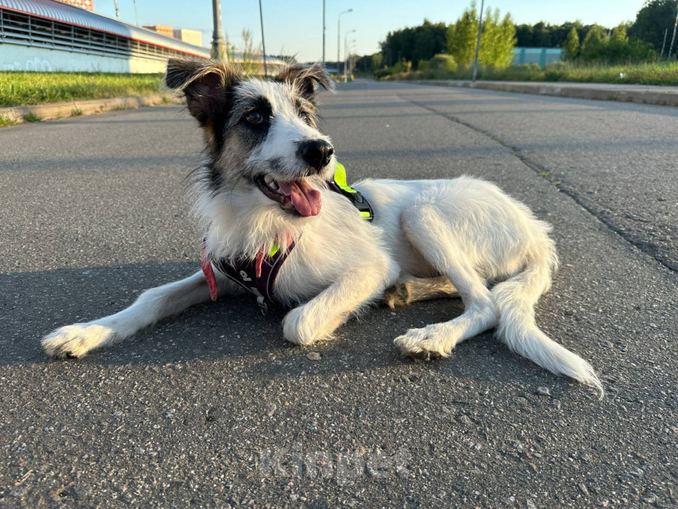 Собаки в Москве: 🐾 Москва и МО. Ищет дом Соня — самая нежная девочка 🐾 Девочка, Бесплатно - фото 4