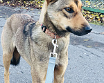 Собаки в Санкт-Петербурге: Скромная Дина Девочка, Бесплатно - фото 2