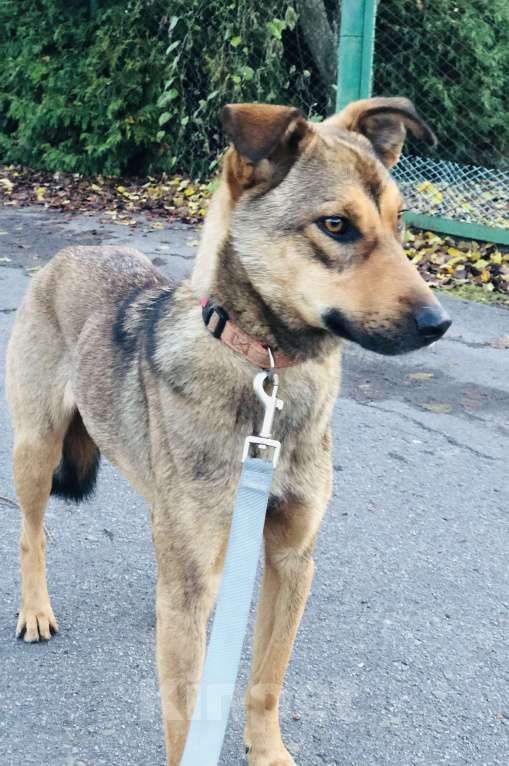 Собаки в Санкт-Петербурге: Скромная Дина Девочка, Бесплатно - фото 2