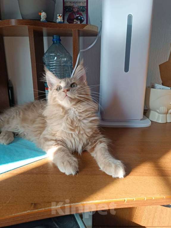 Кошки в Москве: Котенок мейн кун Мальчик, Бесплатно - фото 4