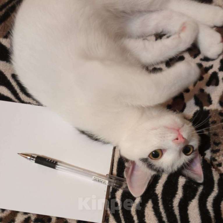 Кошки в Москве: А что, если мой человек просто еще не знает, что я его ищу? Мальчик, Бесплатно - фото 3