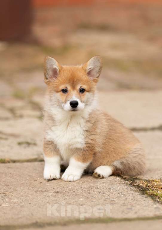 Собаки в Пушкино: Щенки вельш корги Пемброк Девочка, 60 000 руб. - фото 2