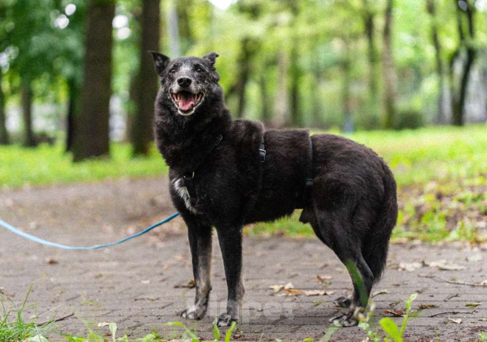 Собаки в Москве: Небольшой и скромный мальчик Мальчик, Бесплатно - фото 6