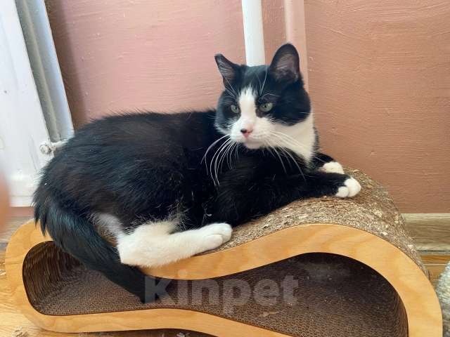 Кошки в Санкт-Петербурге: Робкий и ласковый очень ждет своих кото-родителей Мальчик, Бесплатно - фото 3