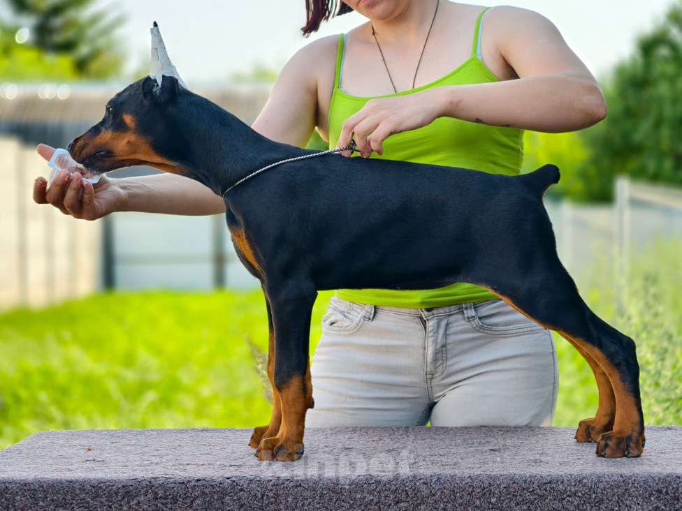 Собаки в Курске: Очаровательная девочка РКФ  Девочка, 105 000 руб. - фото 3