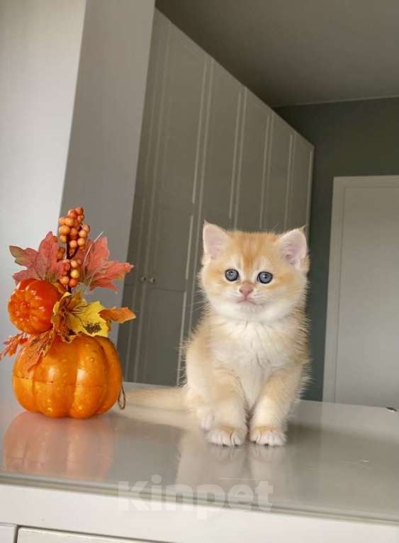 Кошки в Сочи: Британские котята  Девочка, 50 000 руб. - фото 1