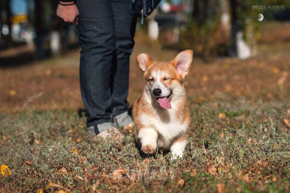 Собаки в Нововоронеже: Щенки вельш-корги пемброк с документами РКФ 5 мес. Мальчик, Бесплатно - фото 6